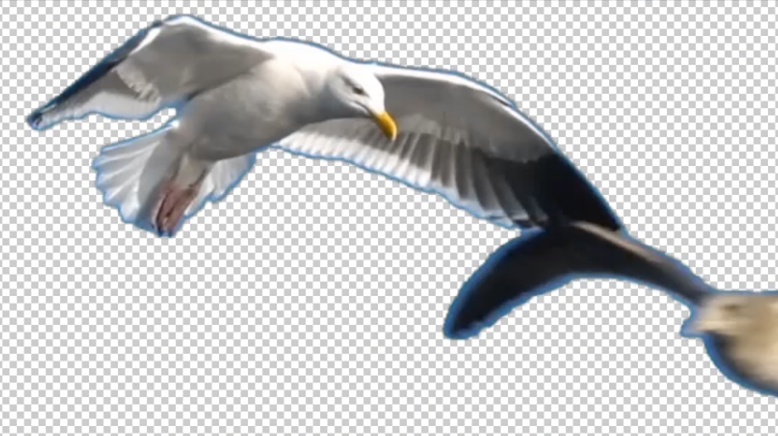 אפקטים ועקיבה בפרמייר